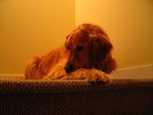 Cooper