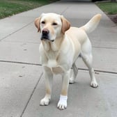 labrador_02