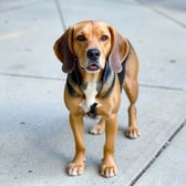 beagle_09