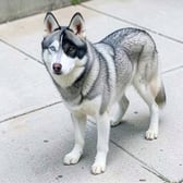 husky_06