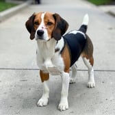 beagle_07