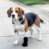 beagle_02