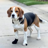 beagle_03