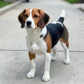 beagle_05
