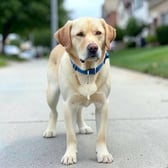 labrador_10
