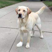 labrador_03