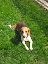 Rocco