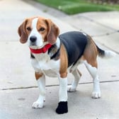 beagle_04
