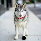 husky_04