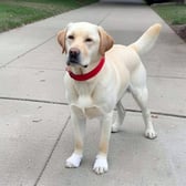 labrador_04