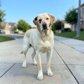 labrador_07