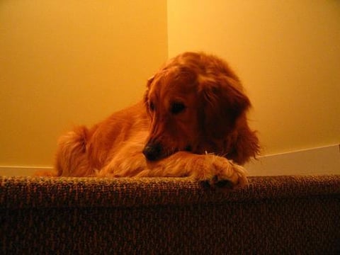Cooper